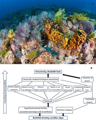 Rhodoliths: Can Its Importance on a Large Scale Be Promoted by a Microscale and Invisible Phenomenon?